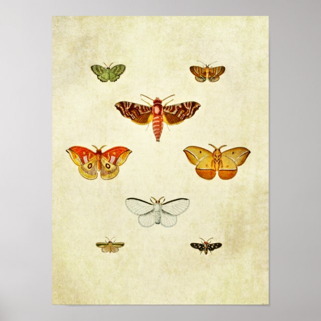 Vintage Butterfly Print 355 (Front)