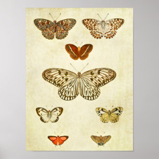 Vintage Butterfly Print 362