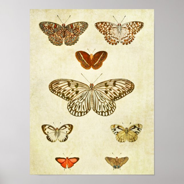 Vintage Butterfly Print 362 (Front)