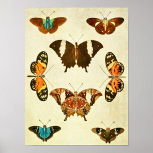 Vintage Butterfly Print 364