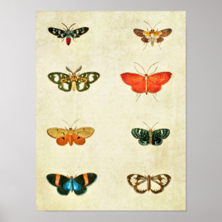 Vintage Butterfly Print 368