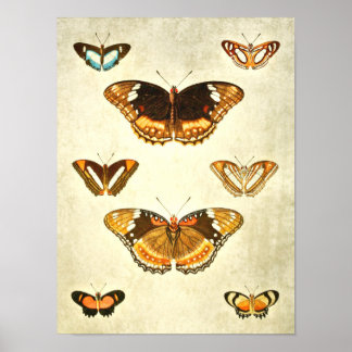 Vintage Butterfly Print 376