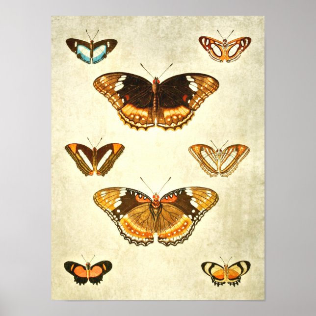 Vintage Butterfly Print 376 (Front)