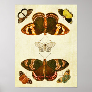 Vintage Butterfly Print 387