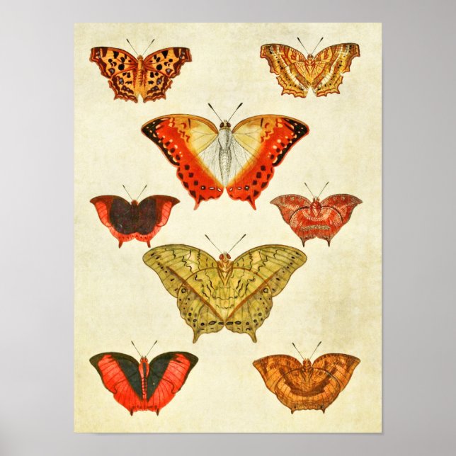 Vintage Butterfly Print 388 (Front)