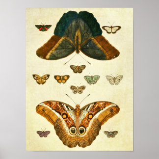 Vintage Butterfly Print 390
