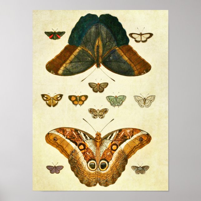 Vintage Butterfly Print 390 (Front)