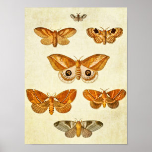 Vintage Butterfly Print 395