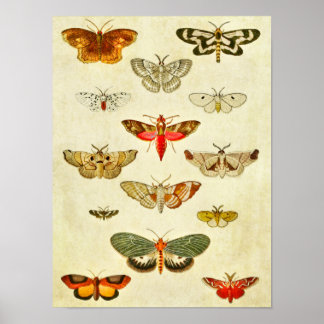 Vintage Butterfly Print 398
