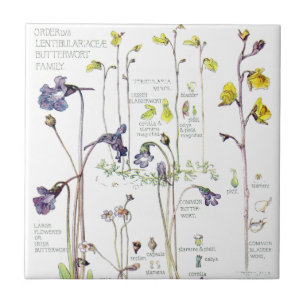 Vintage Butterwort Wildflower Flowers Tile