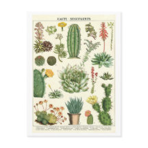 Vintage Cacti and Succulents Botanical Drawing