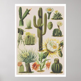 Vintage Cactus botanical Poster
