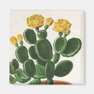 Vintage Cactus Flowers, Succulent Cacti Plants Magnet