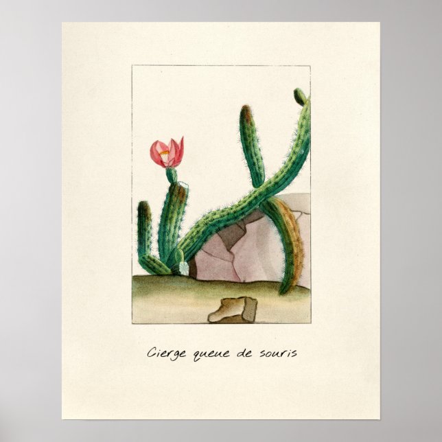 Vintage Cactus Illustration Poster (Front)
