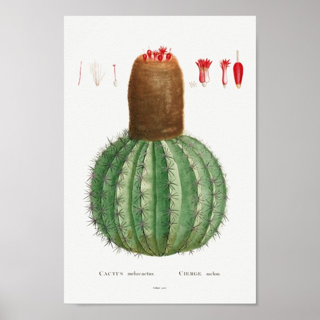 Vintage Cactus Illustration Poster (Front)