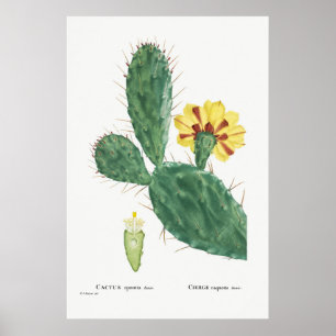 Vintage Cactus Illustration Poster