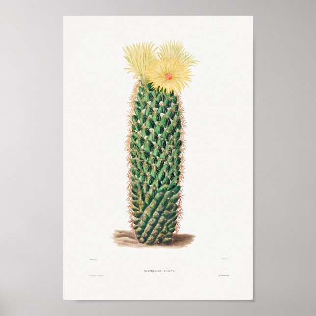 Vintage Cactus Illustration Poster (Front)