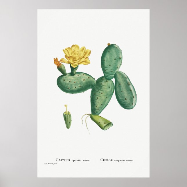 Vintage Cactus Illustration Poster (Front)