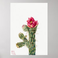Vintage Cactus Illustration