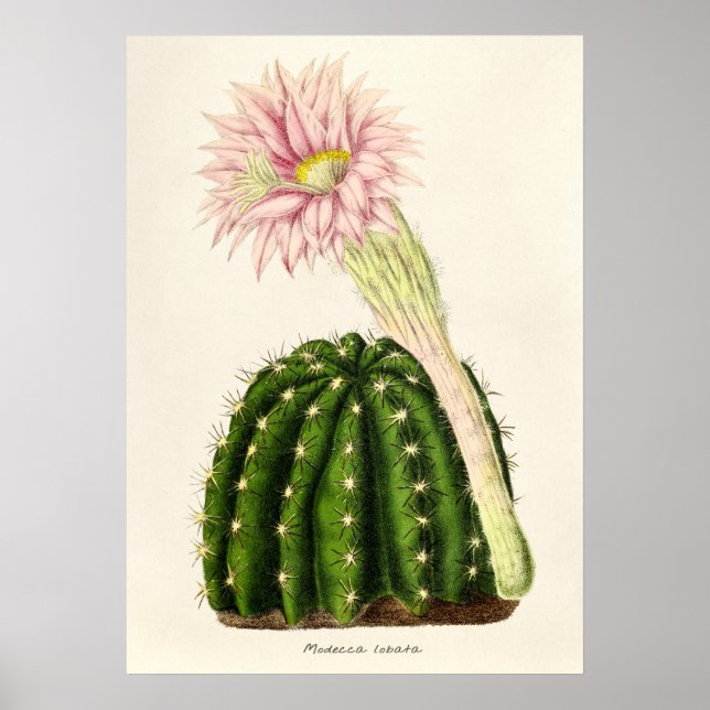 Vintage Cactus Illustration Poster (Front)