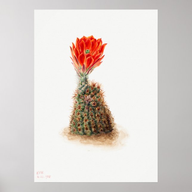 Vintage Cactus Illustration Poster (Front)