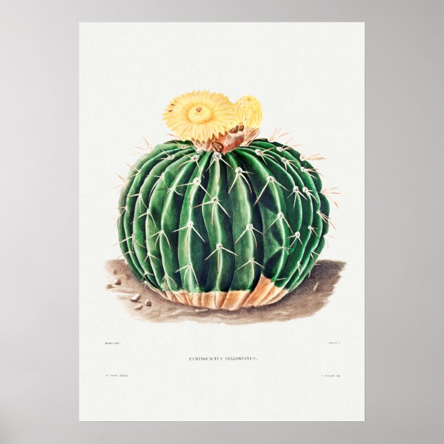Vintage Cactus Illustration Poster (Front)
