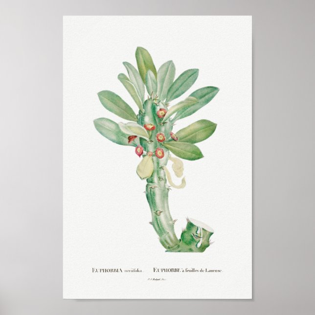 Vintage Cactus/Succulent Illustration Poster (Front)