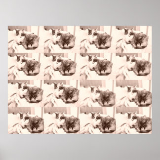 Vintage Calico Cat Poster