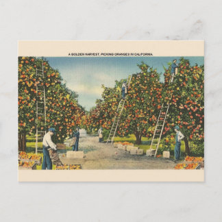 Vintage California Oranges Post Card