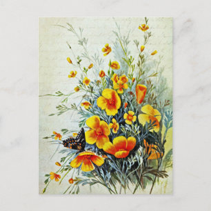 Vintage California Poppy Wildflowers Postcard