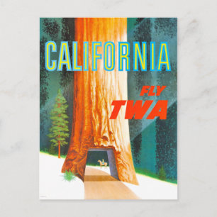 Vintage California Redwoods Travel Postcard