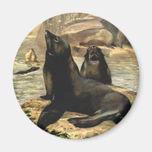 Vintage California Sea Lions by CE Swan Magnet