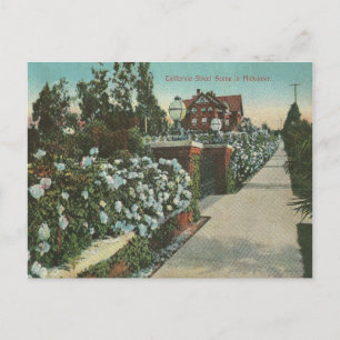 Vintage California Winter Postcard