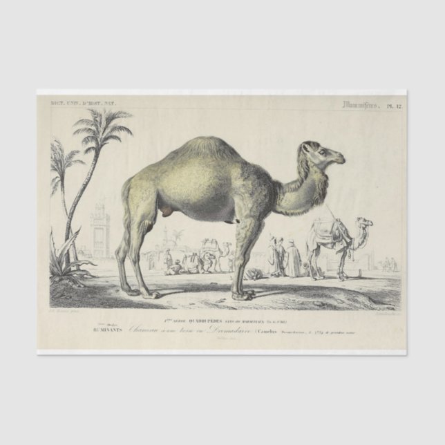 Vintage Camel Ephemera Decoupage French Script Tissue Paper (Front)