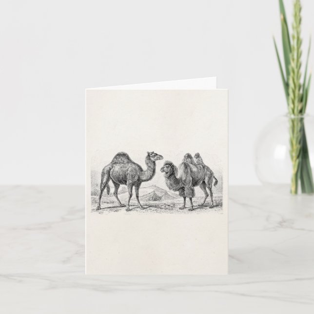 Vintage Camel Illustration - Retro Antique Camels Card (Front)