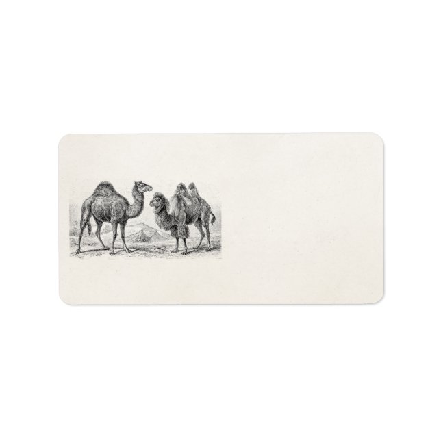 Vintage Camel Illustration - Retro Antique Camels Label (Front)