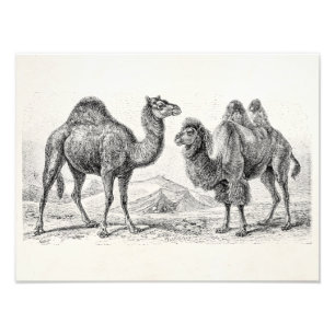 Vintage Camel Illustration - Retro Antique Camels Photo Print