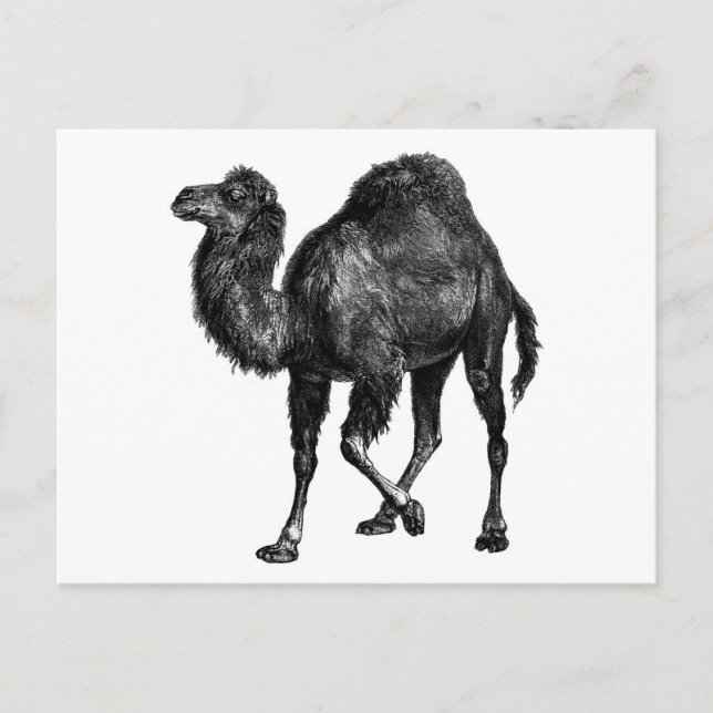 Vintage Camel Postcard (Front)