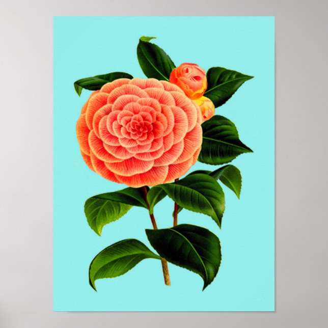 Vintage Camellia Flower Poster (Front)