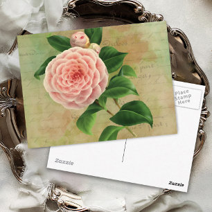 Vintage Camellia French Botanical Postcard