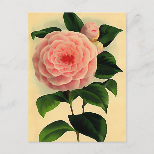 Vintage camellia postcard (Front)