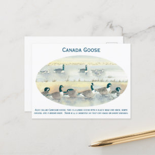 Vintage Canada Goose Bird Art Watercolor Postcard
