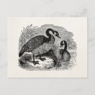 Vintage Canadian Goose Bird - Geese Birds Template Postcard
