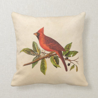 Vintage Cardinal Song Bird Illustration - 1800's Cushion