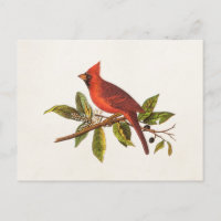 Vintage Cardinal Song Bird Illustration - 1800's