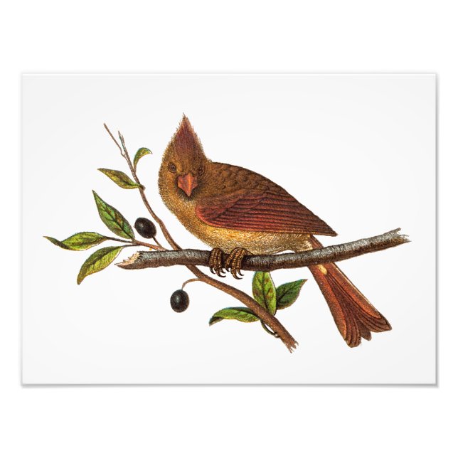 Vintage Cardinal Song Bird Illustration - Female Photo Print (Front)