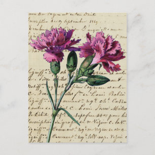 vintage carnation postcard