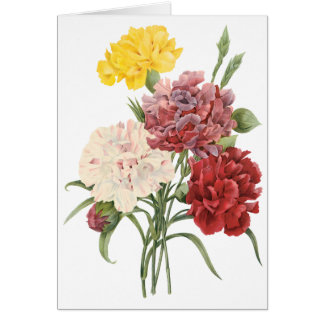 Vintage Carnations Dianthus Garden Flowers Redoute