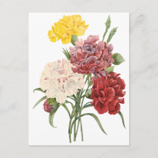 Vintage Carnations Dianthus Garden Flowers Redoute Postcard