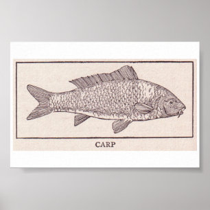 Vintage Carp Poster